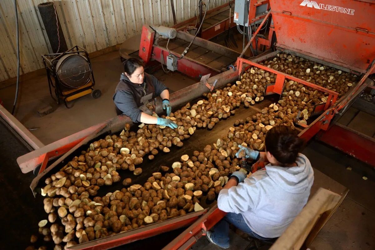 Neumiller Farms supply consumers’ favorite foods